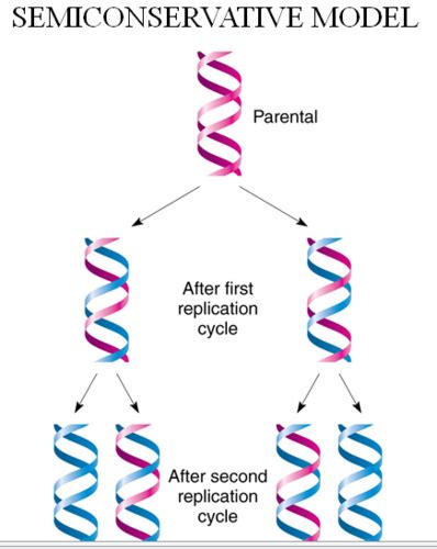 semiconservative replication refers to quizlet.